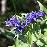 Pyhrgasblick Rosenau am Hengstpass