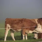 Pyhrgasblick Apartamento *