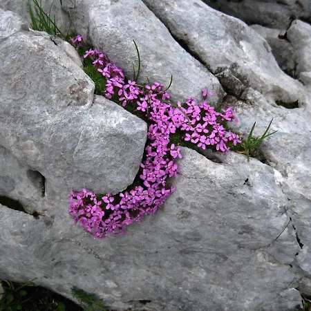 Pyhrgasblick Daire *