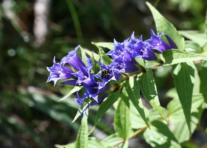 Pyhrgasblick Rosenau am Hengstpass