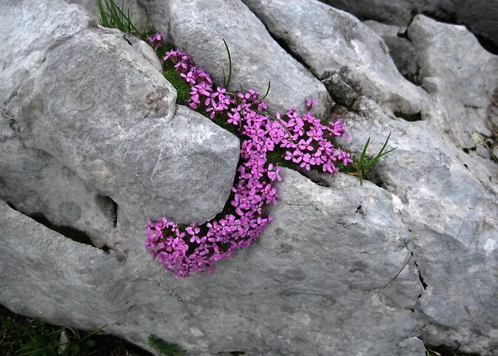 Pyhrgasblick Daire *