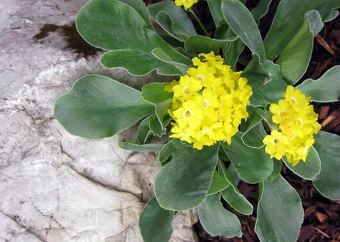 Daire Pyhrgasblick Rosenau am Hengstpass