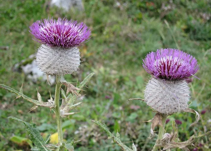 Pyhrgasblick Rosenau am Hengstpass