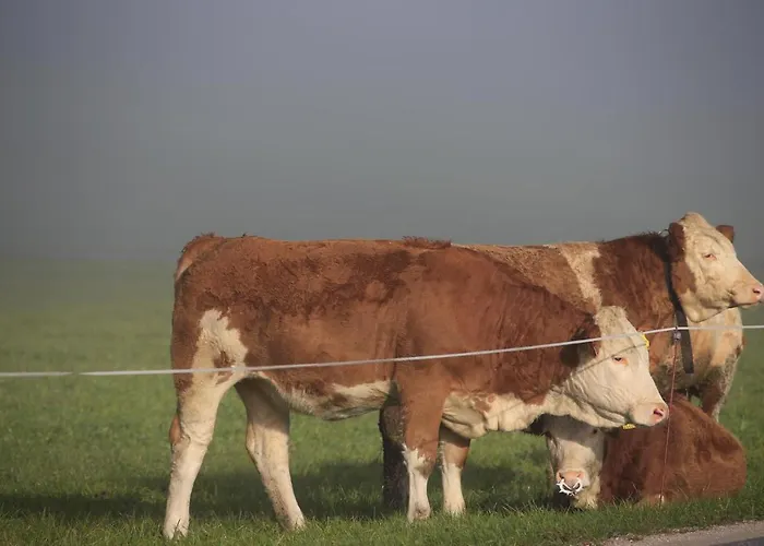 Pyhrgasblick Appartement *