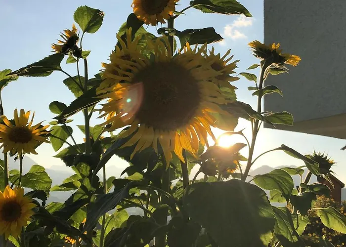 Daire Pyhrgasblick *