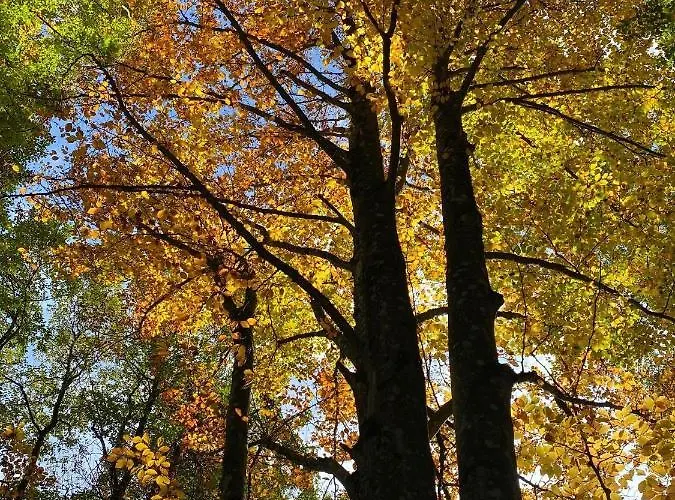 شقة Pyhrgasblick *