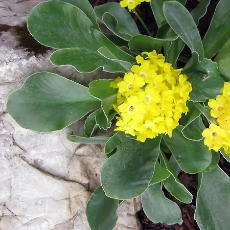 Apartament Pyhrgasblick Rosenau am Hengstpass