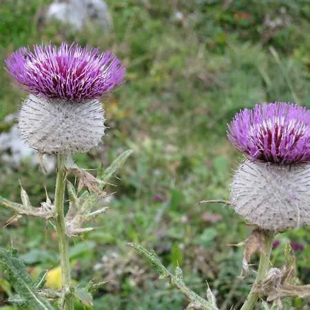 Pyhrgasblick Rosenau am Hengstpass