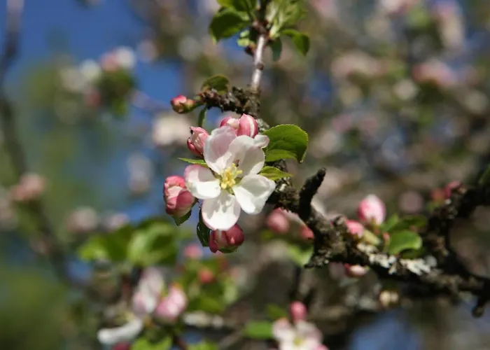 Pyhrgasblick * Rosenau am Hengstpass