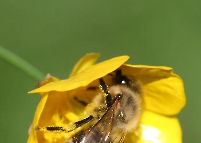 Pyhrgasblick Apartment